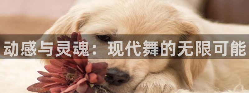 MK体育官网下载招商：动感与灵魂：现代舞的无限可能